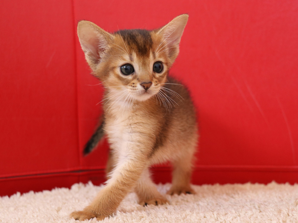 アビシニアンの子猫画像