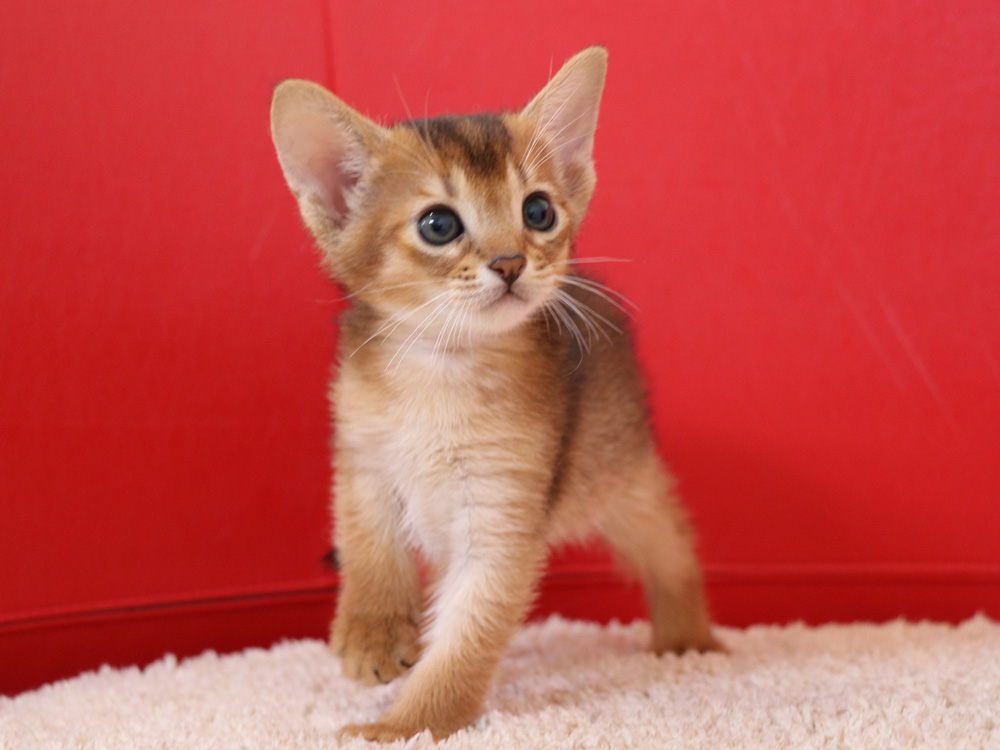 アビシニアンの子猫画像