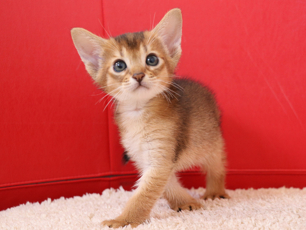 アビシニアンの子猫画像