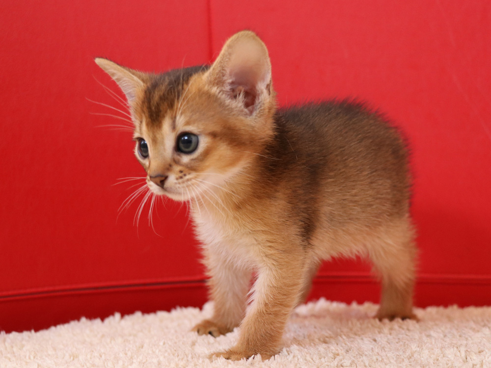 アビシニアンの子猫画像