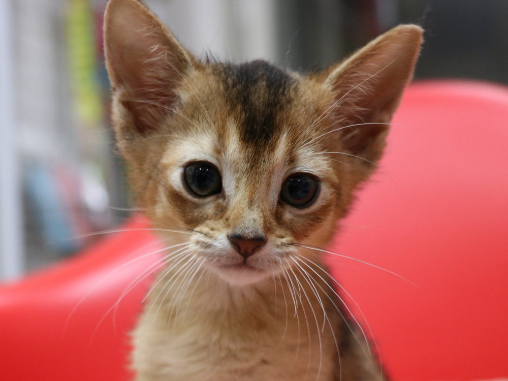アビシニアンの子猫画像