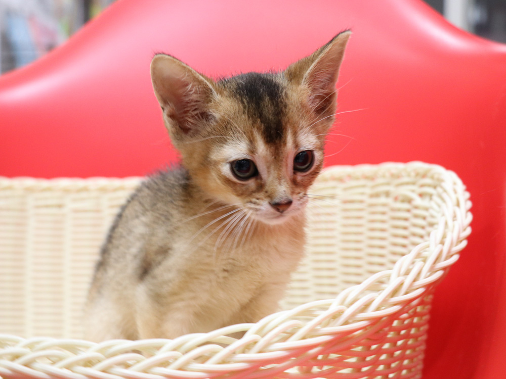 アビシニアンの子猫画像