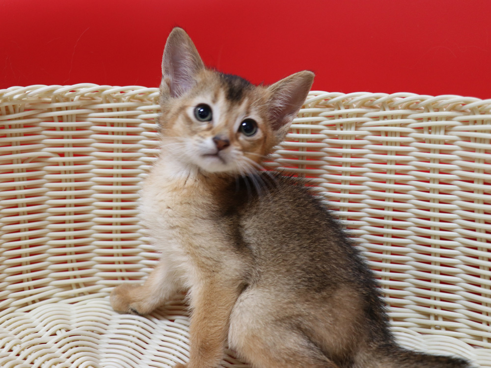 アビシニアンの子猫画像