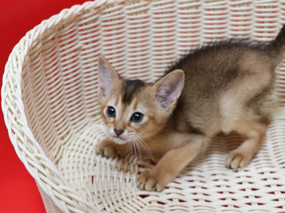 アビシニアンの子猫画像
