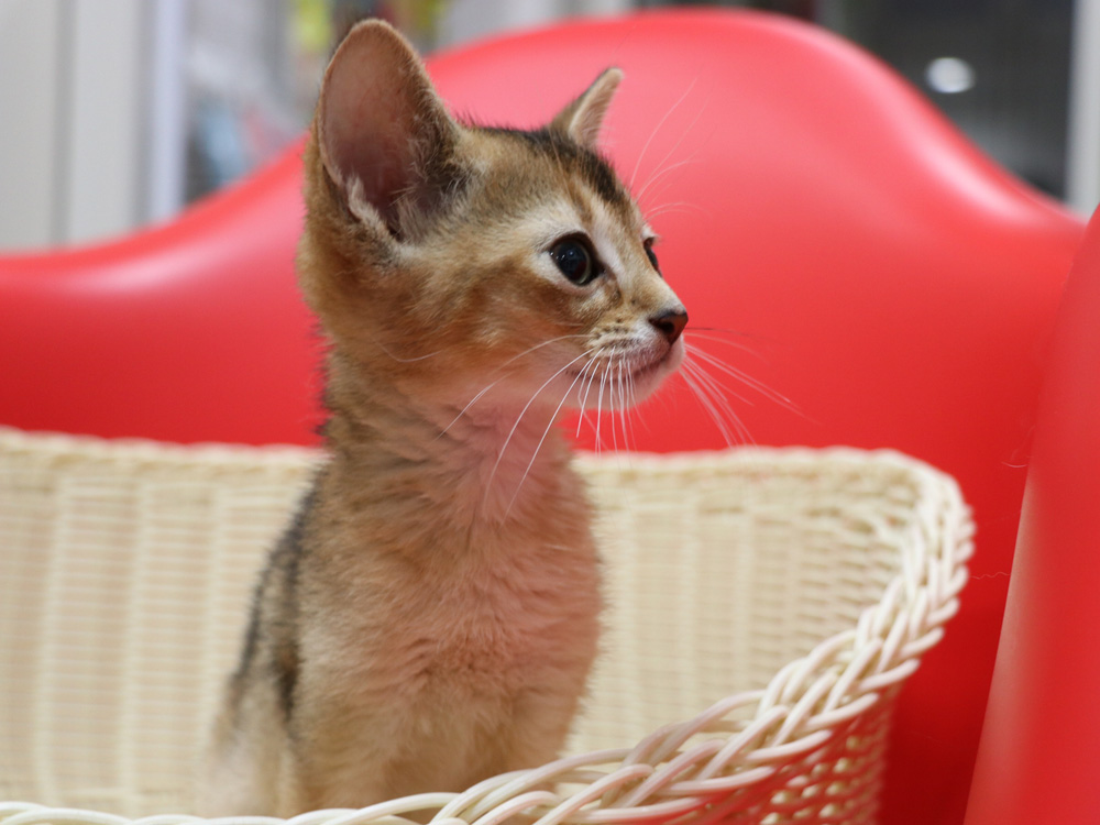 アビシニアンの子猫画像