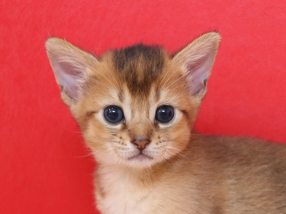 アビシニアンの子猫画像