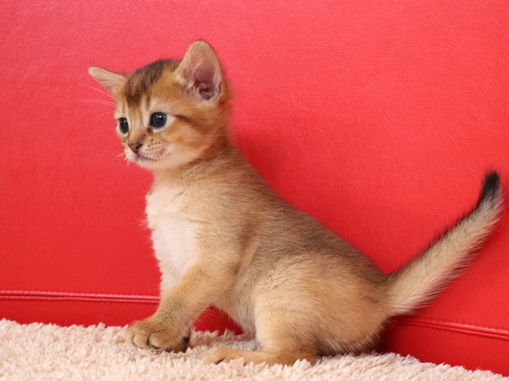 アビシニアンの子猫画像