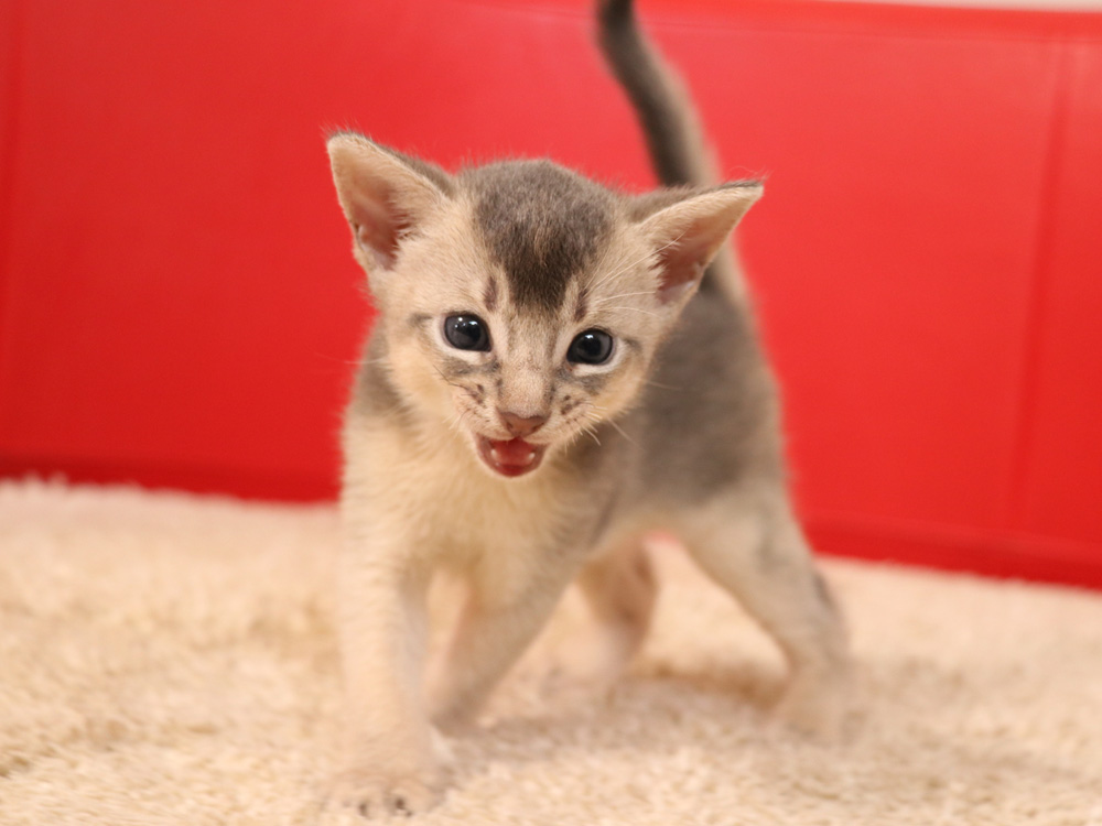アビシニアンの子猫画像