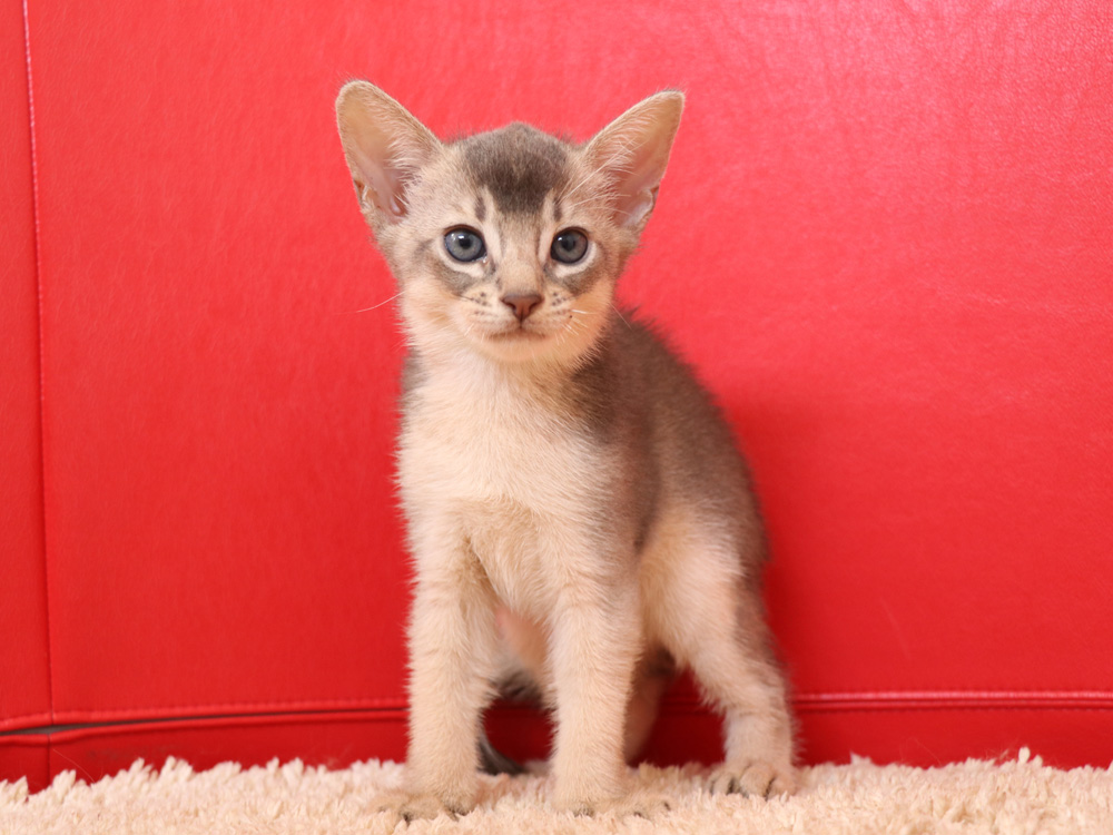 アビシニアンの子猫画像