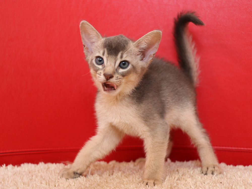 アビシニアンの子猫画像
