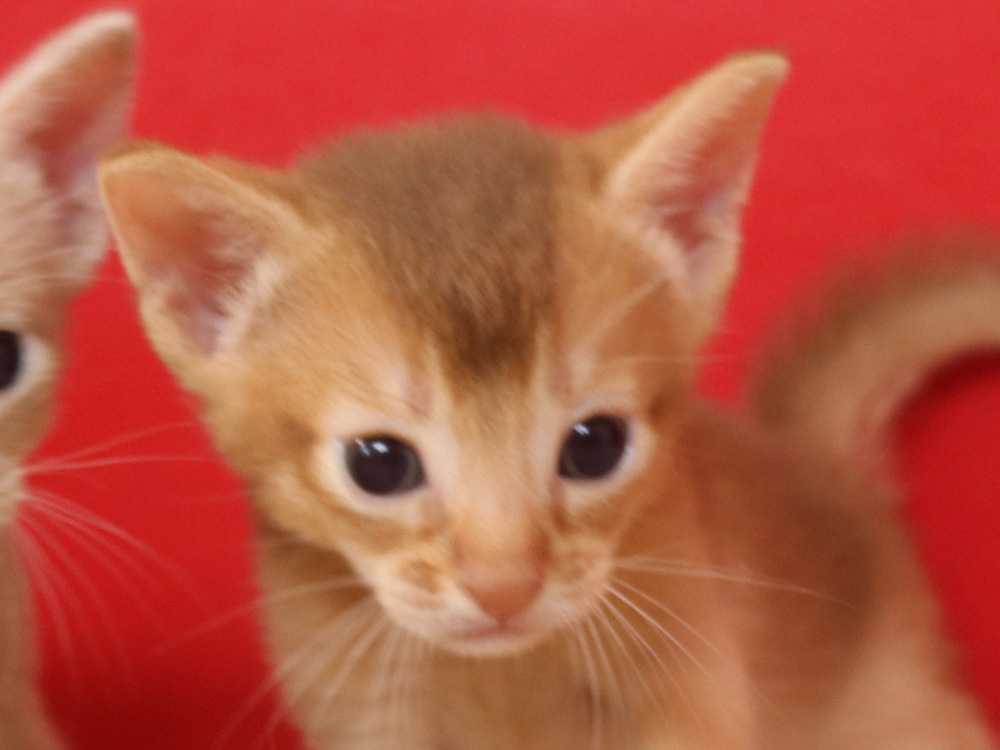 アビシニアンの子猫画像