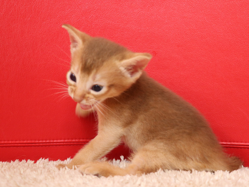アビシニアンの子猫画像