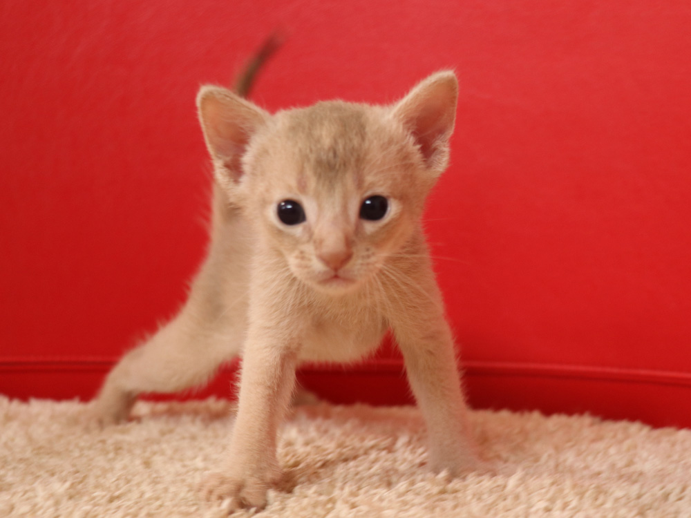 アビシニアンの子猫画像