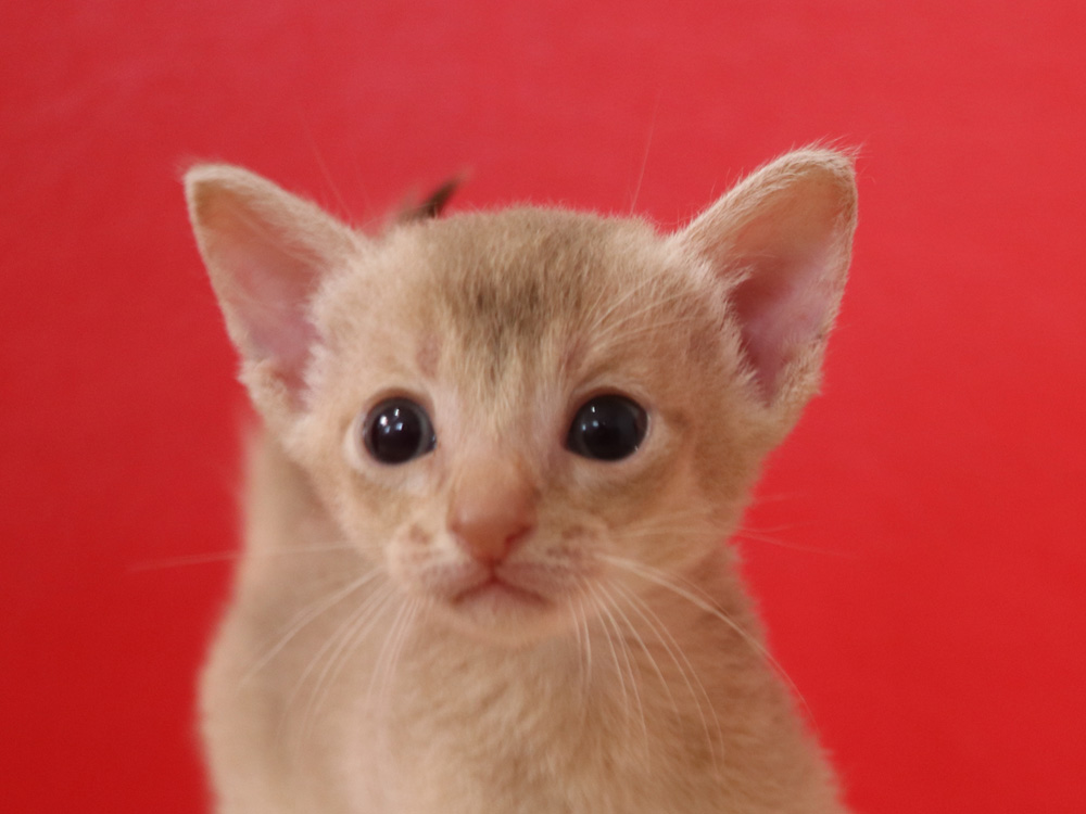 アビシニアンの子猫画像
