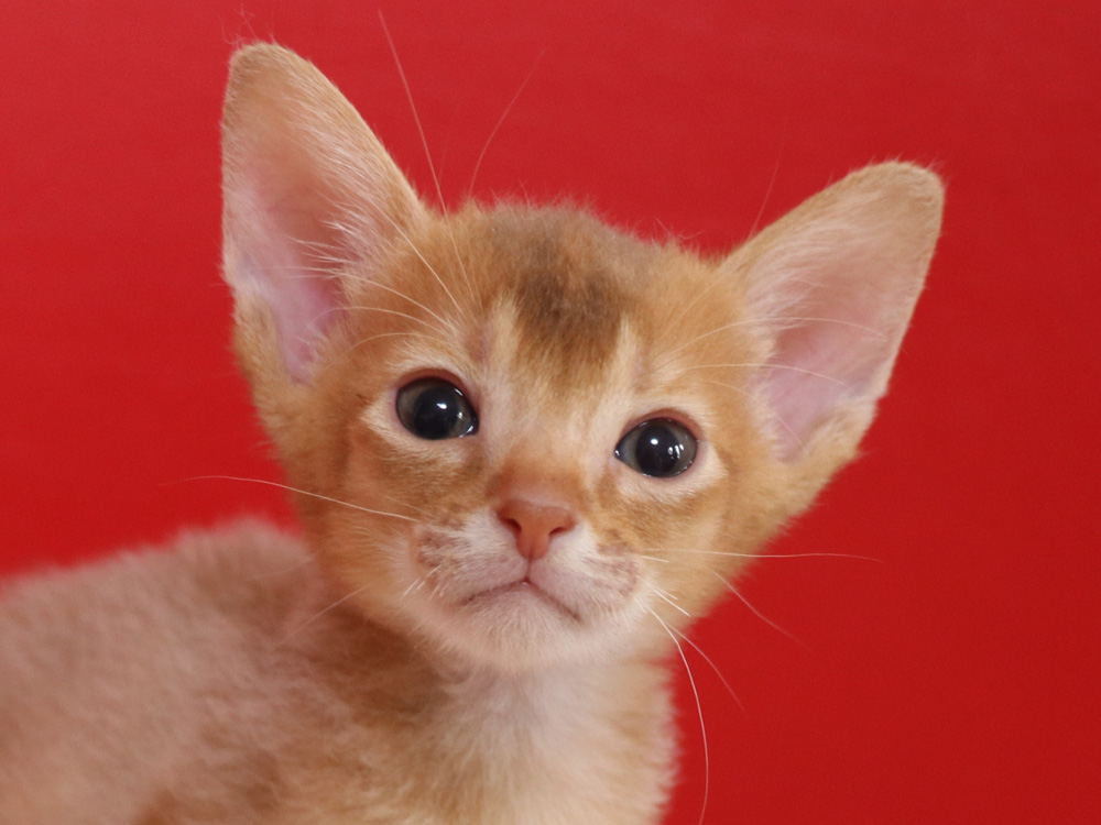 アビシニアンの子猫画像