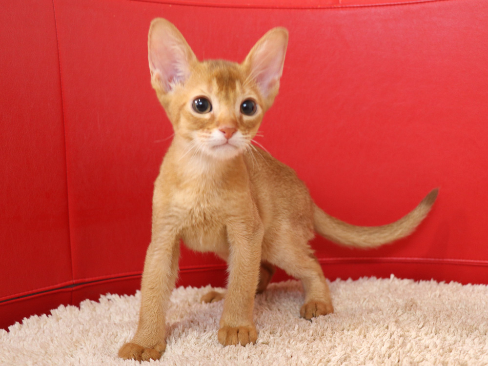 アビシニアンの子猫画像