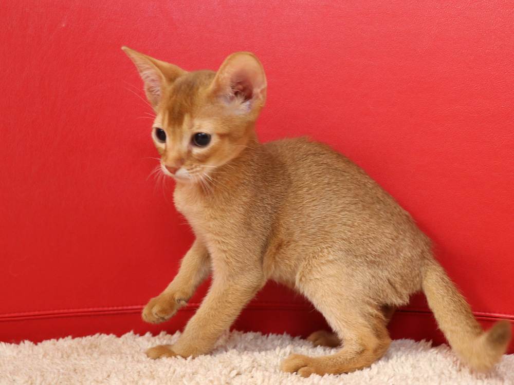 アビシニアンの子猫画像