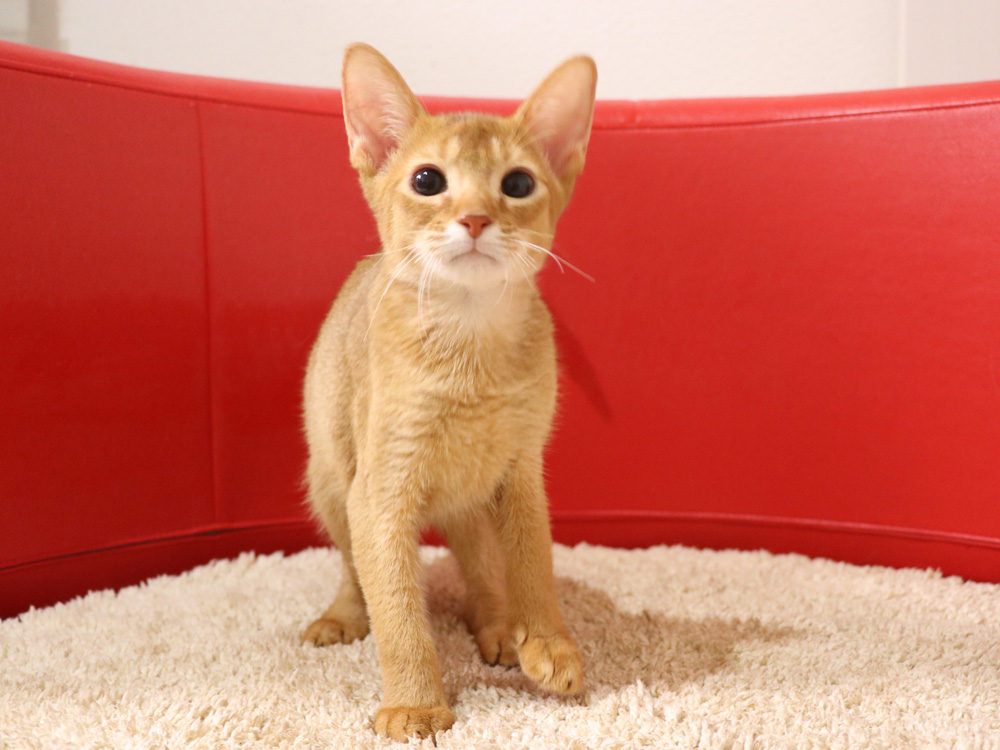 アビシニアンの子猫画像