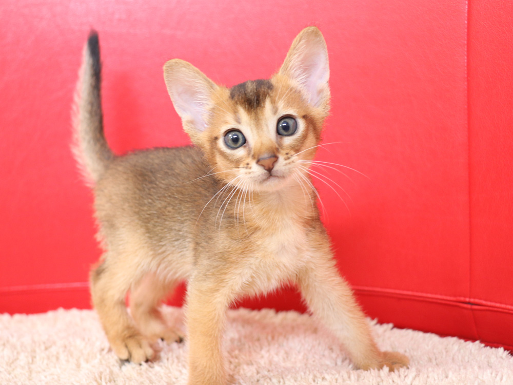 アビシニアンの子猫画像