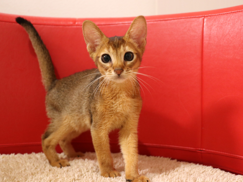 アビシニアンの子猫画像