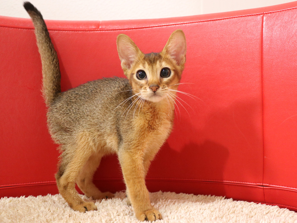 アビシニアンの子猫画像