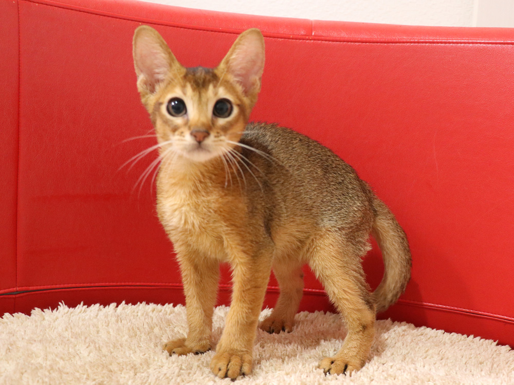 アビシニアンの子猫画像