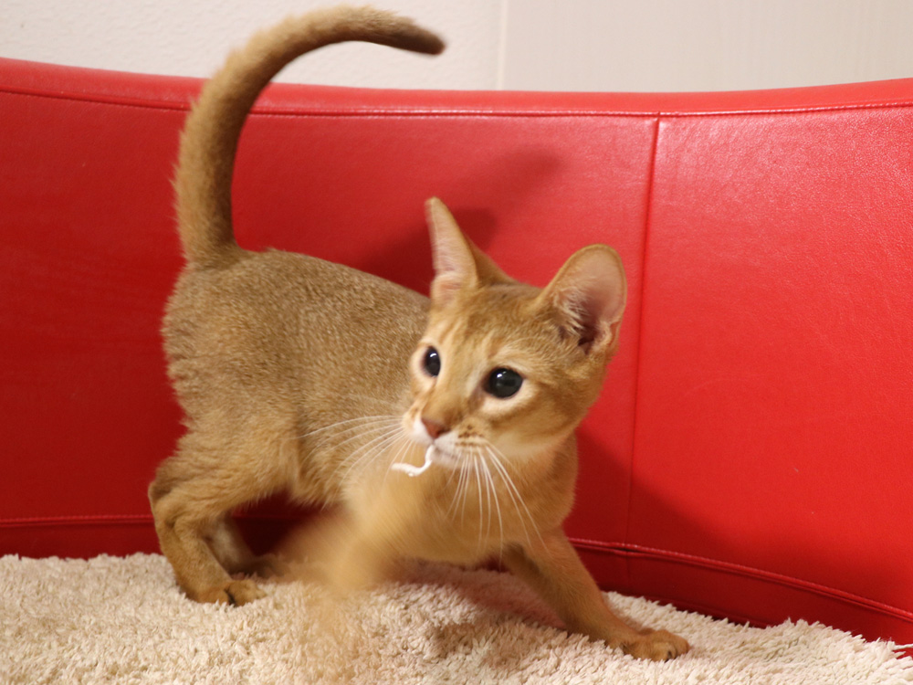 アビシニアンの子猫画像