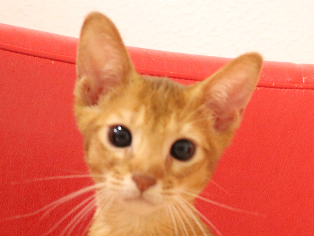 アビシニアンの子猫画像