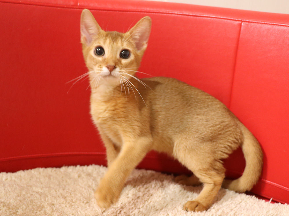 アビシニアンの子猫画像