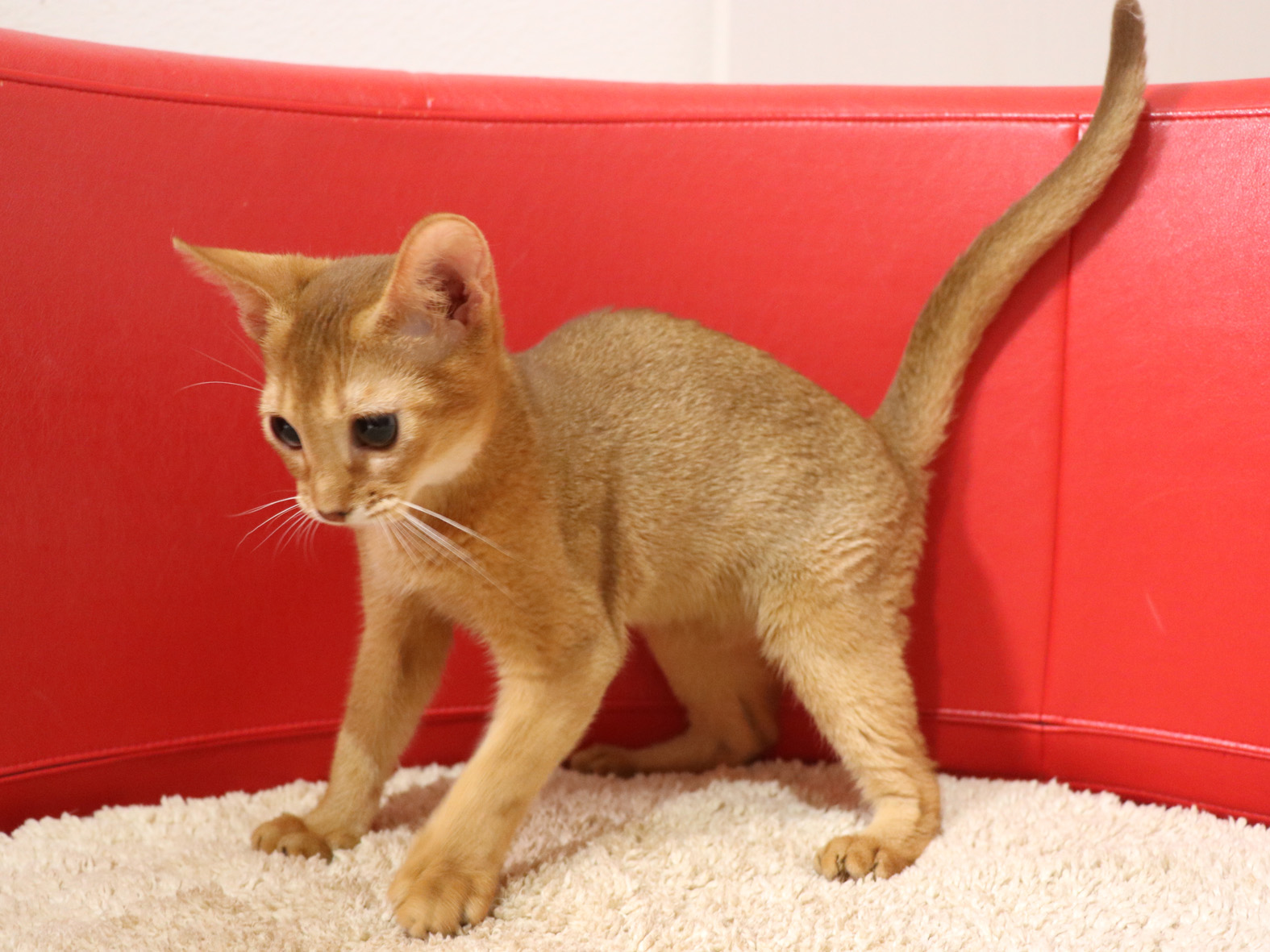 アビシニアンの子猫画像