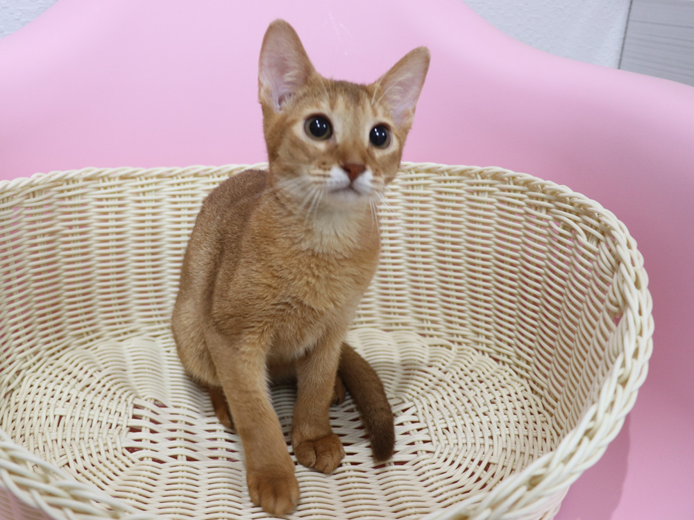 アビシニアンの子猫画像
