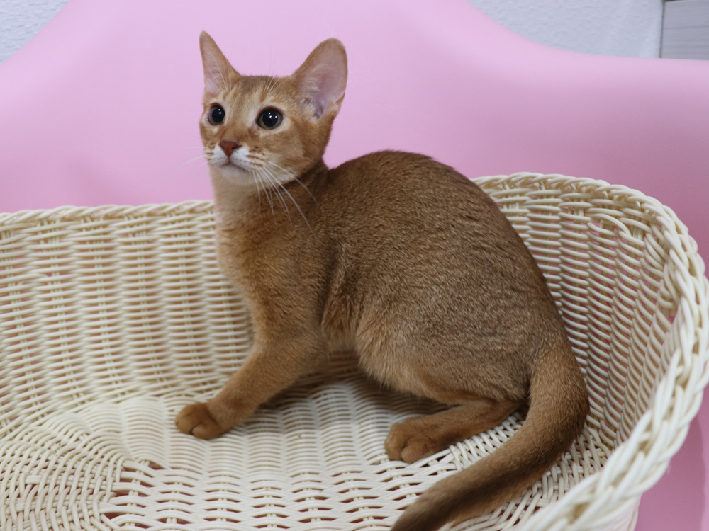 アビシニアンの子猫画像