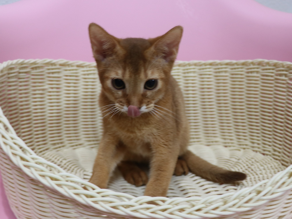 アビシニアンの子猫画像