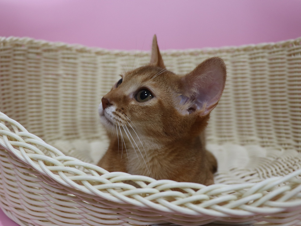 アビシニアンの子猫画像