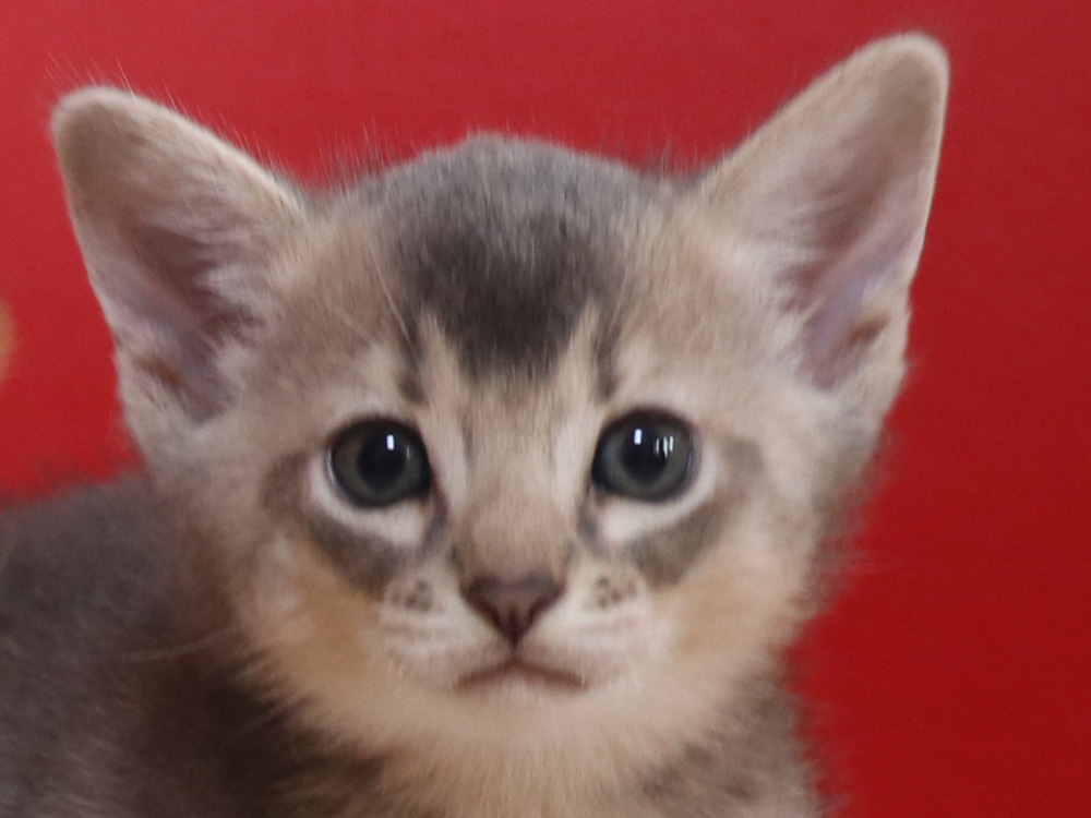 アビシニアンの子猫画像