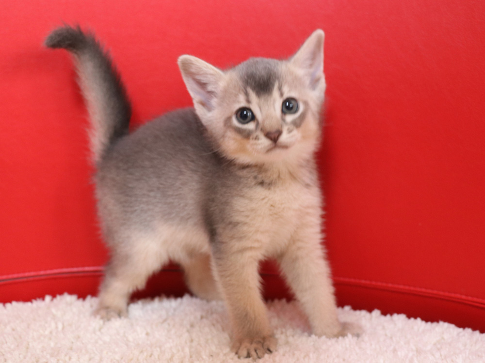 アビシニアンの子猫画像