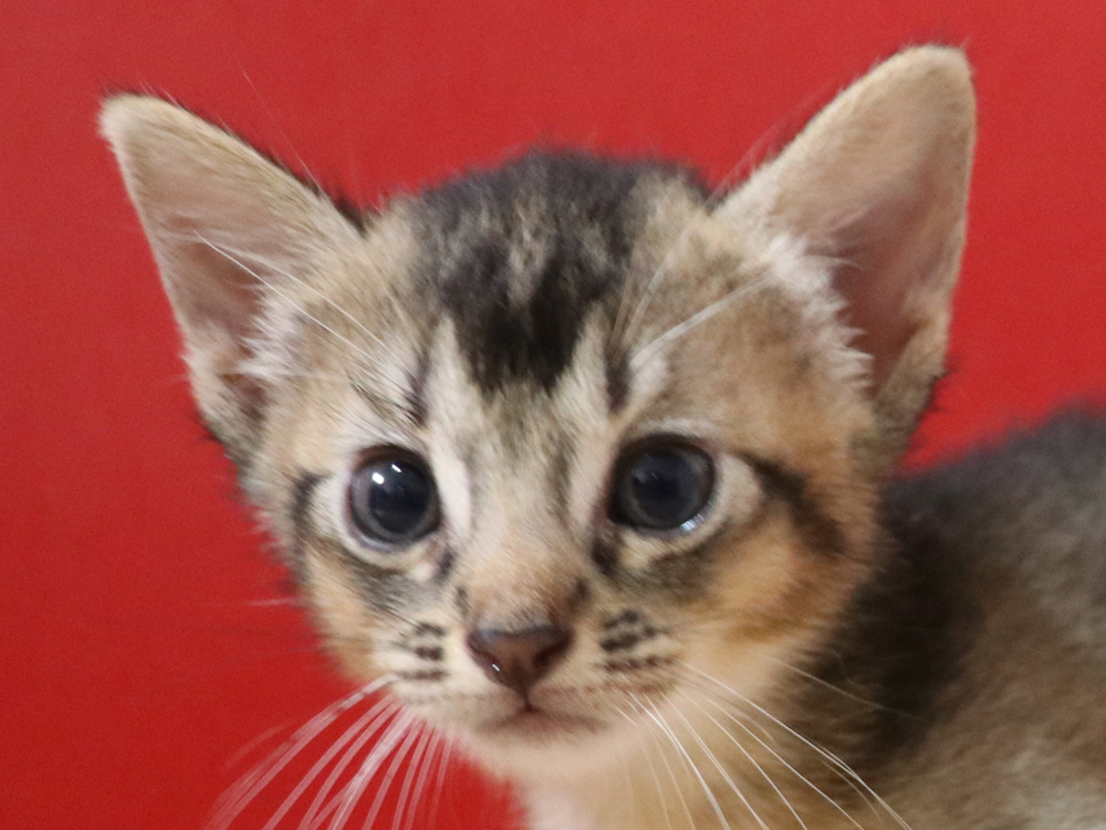 アビシニアンの子猫画像