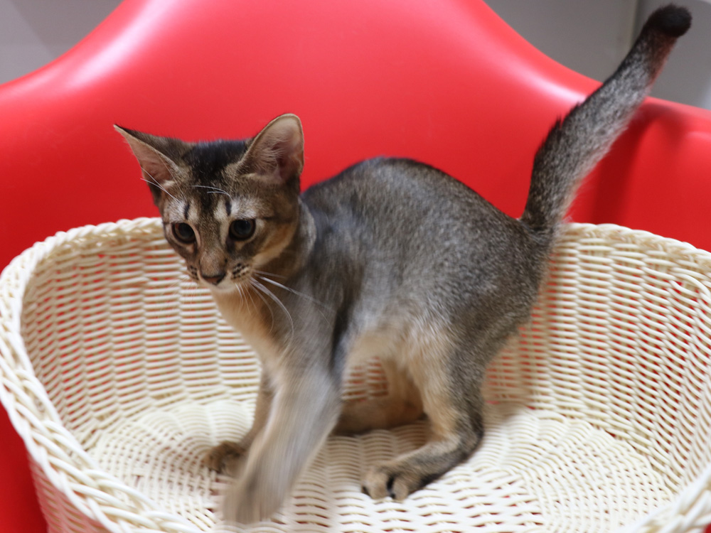 アビシニアンの子猫画像