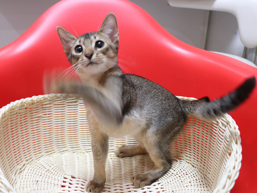 アビシニアンの子猫画像
