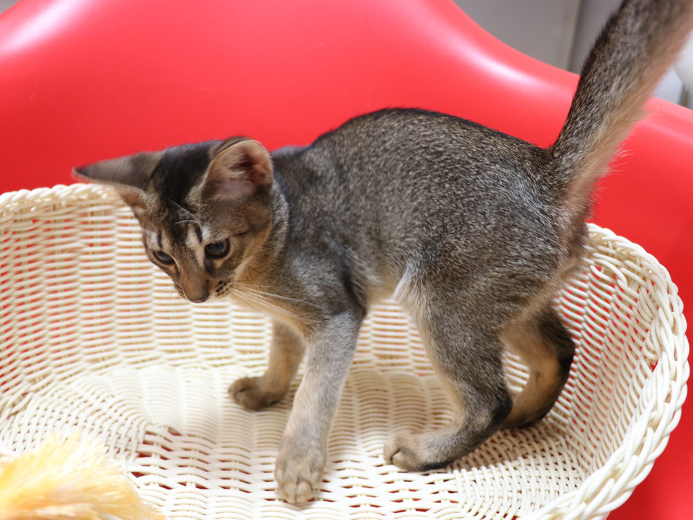 アビシニアンの子猫画像