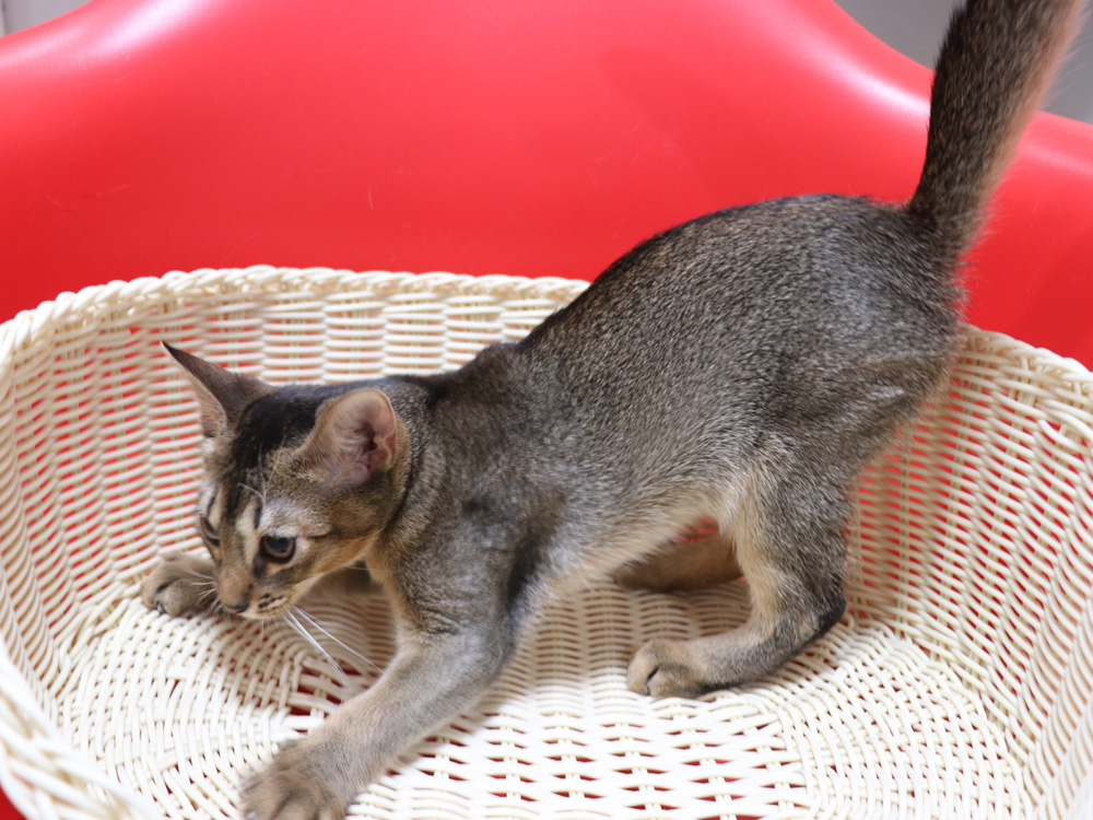 アビシニアンの子猫画像
