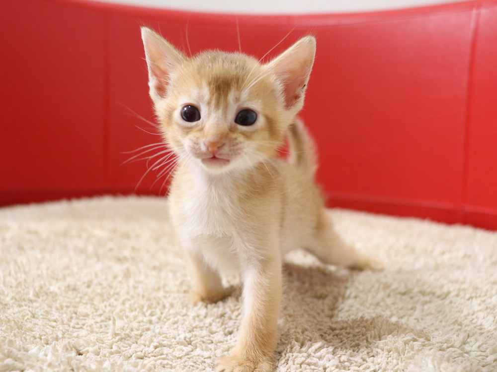 アビシニアンの子猫画像