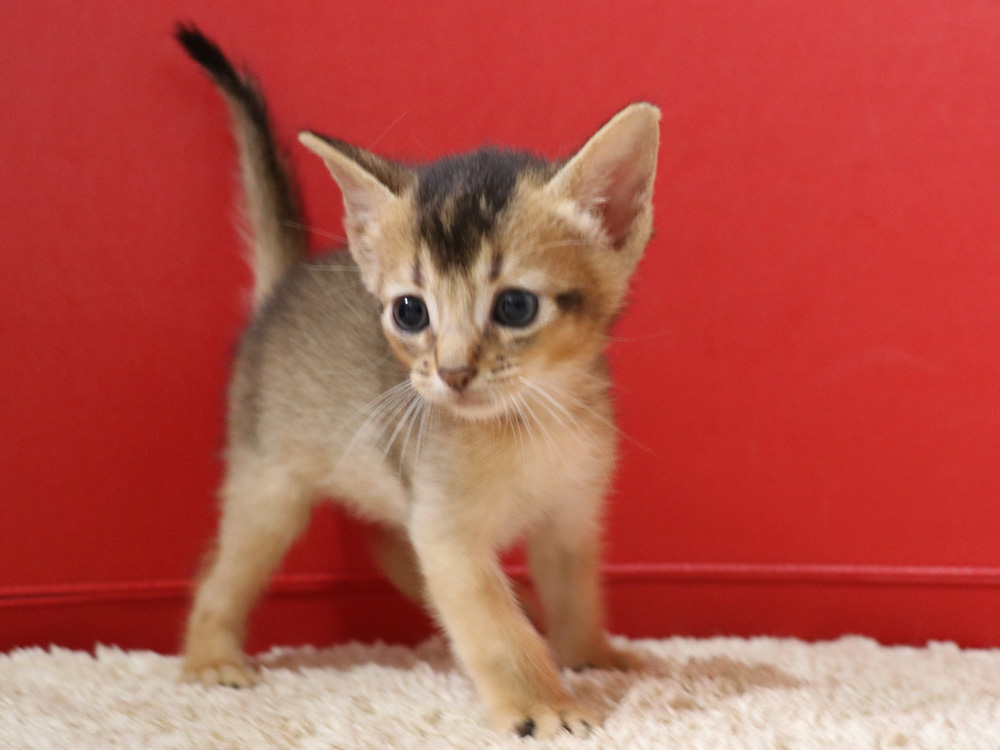 アビシニアンの子猫画像