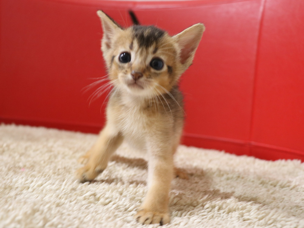 アビシニアンの子猫画像