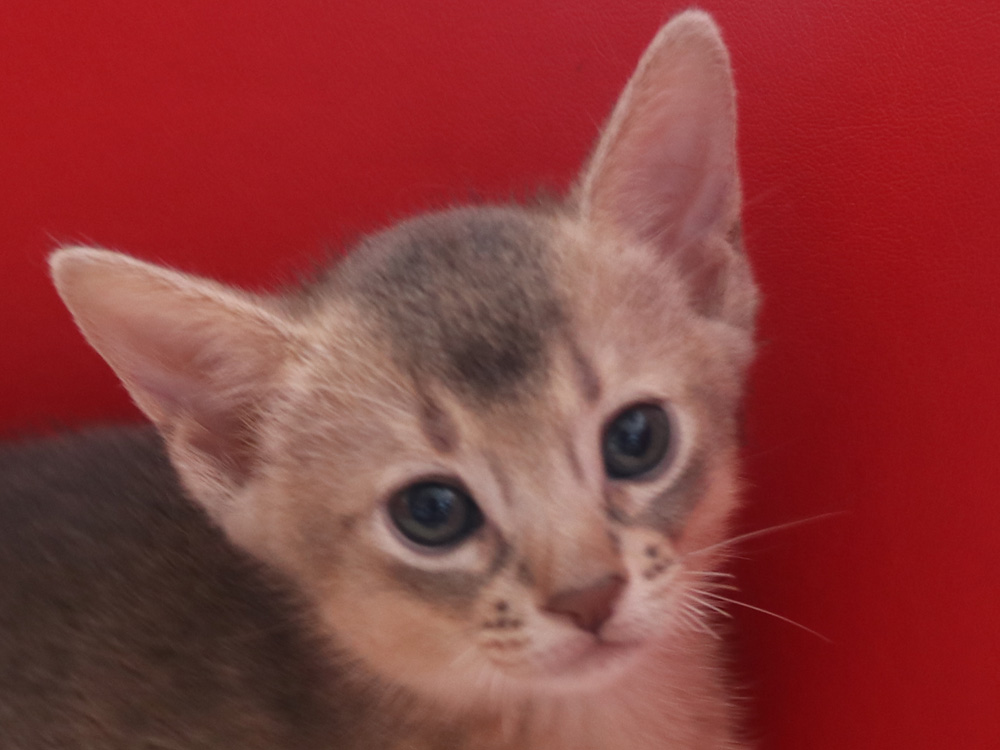 アビシニアンの子猫画像