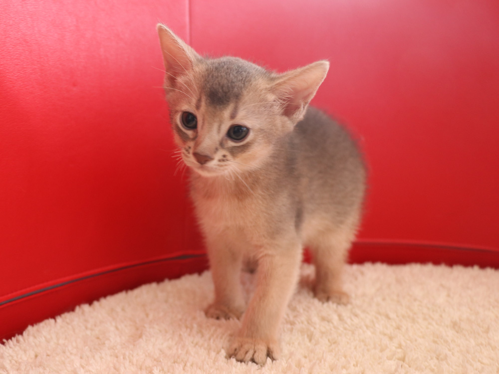 アビシニアンの子猫画像