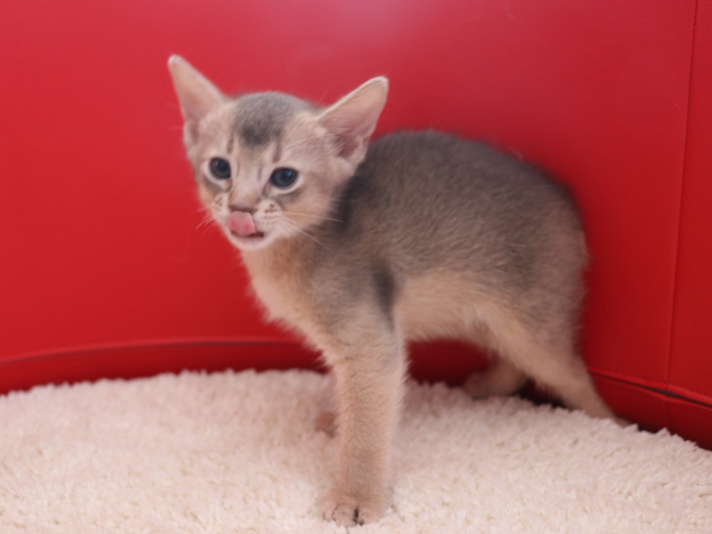 アビシニアンの子猫画像