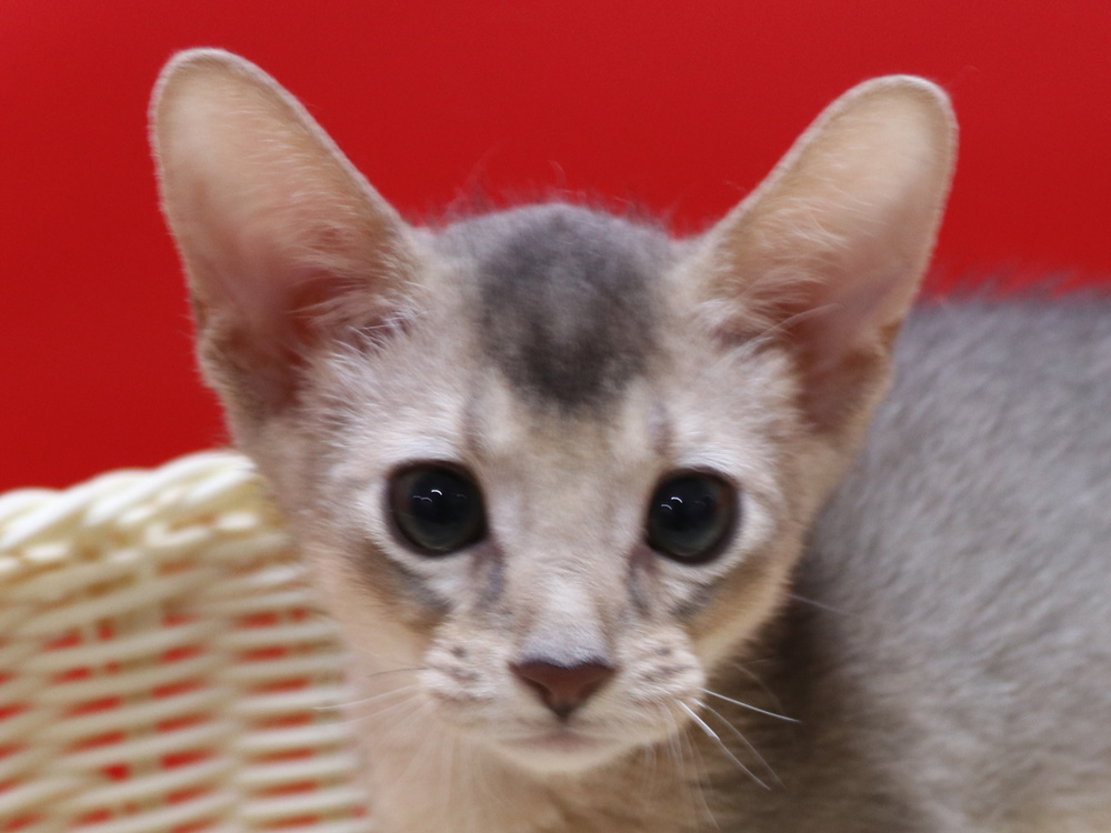 アビシニアンの子猫画像