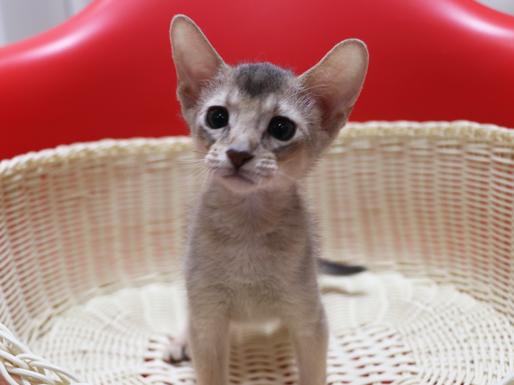 アビシニアンの子猫画像