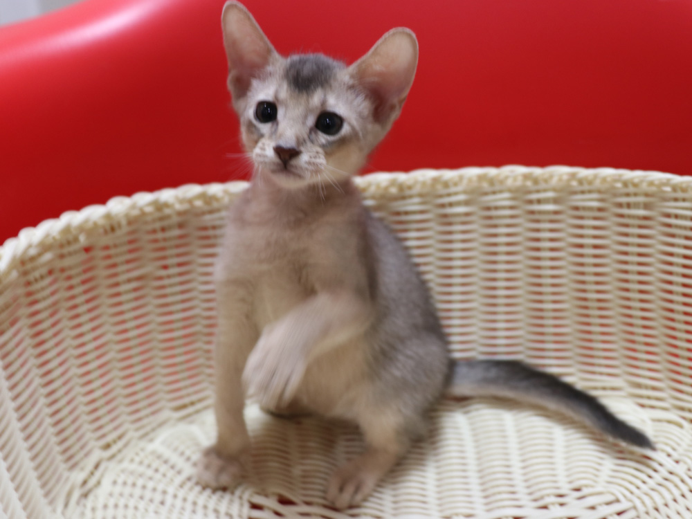 アビシニアンの子猫画像